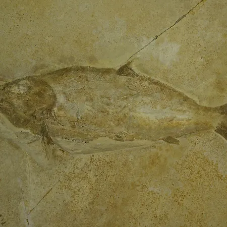 Baia Delphis 호텔 바스토