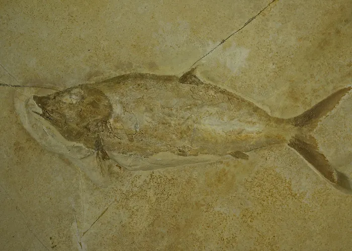 Baia Delphis Hotel Vasto